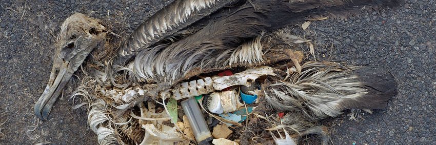 Plastic Change banner