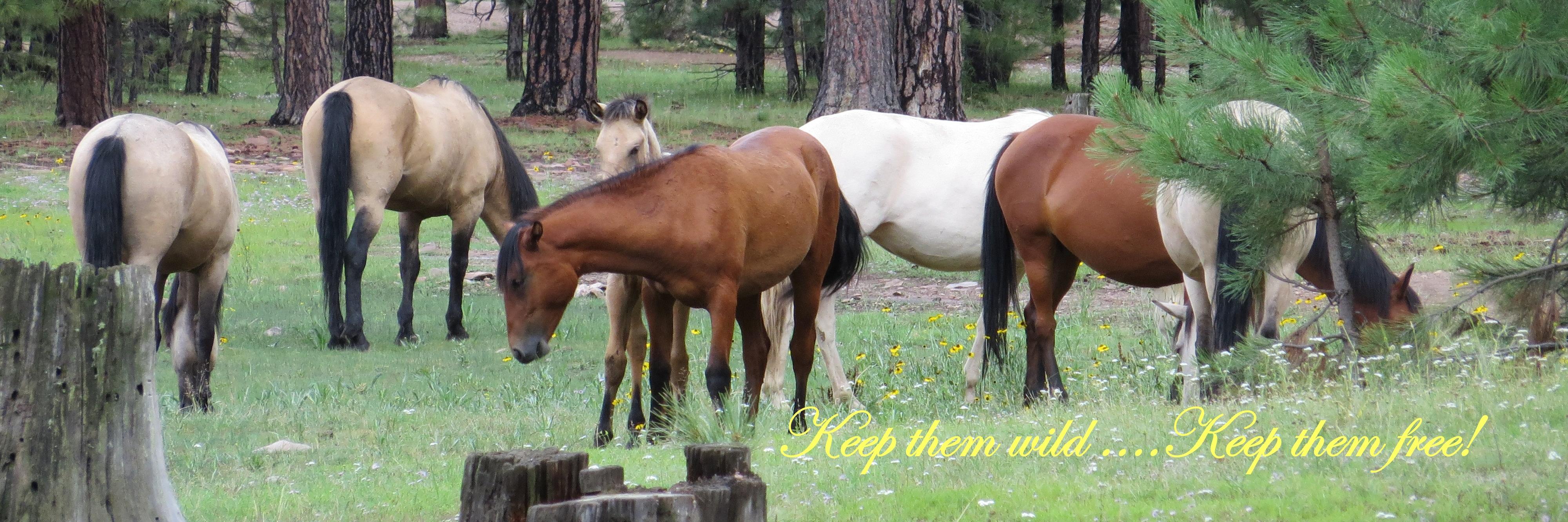 Heber Wild Horses banner