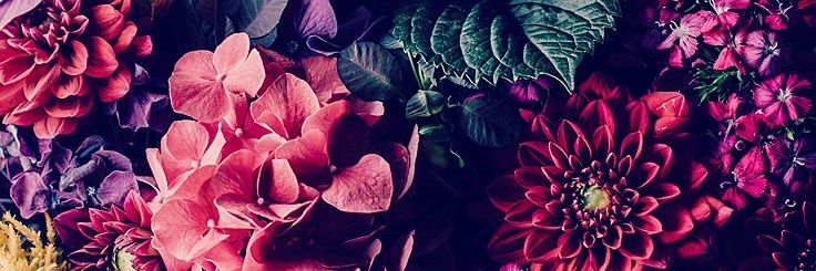 flordicundo_'s profile banner image
