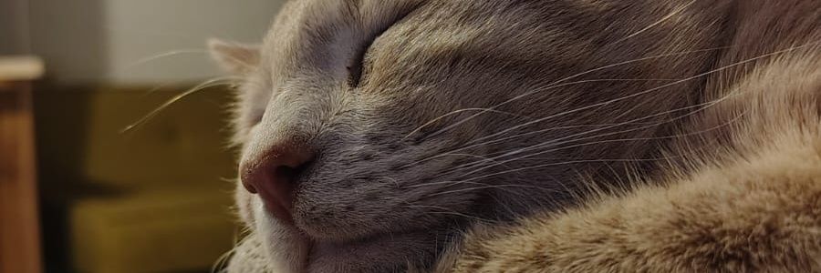 Tortilla de Harina banner