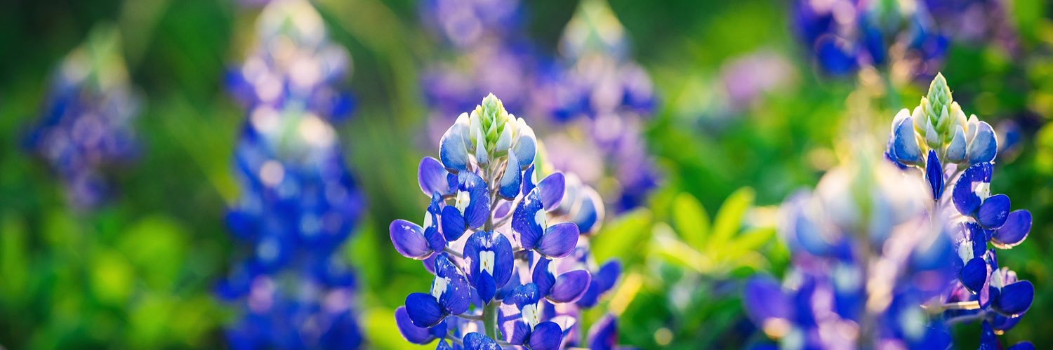 Springlilbird's profile banner image