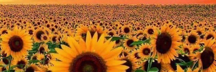 emelytay23's profile banner image
