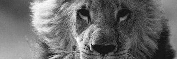 RayraGF Profile Banner