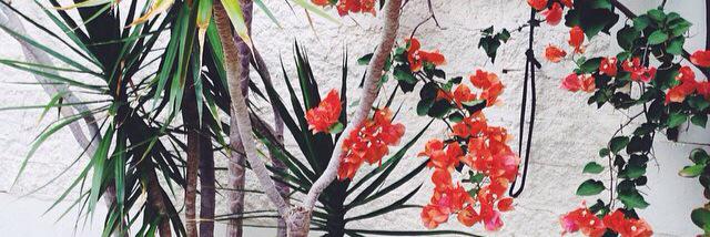 Swirled Perfection banner