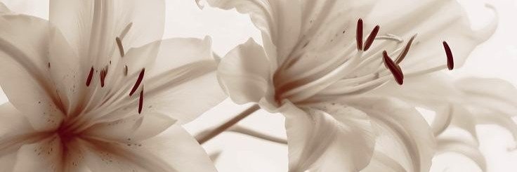 ilesberry's profile banner image