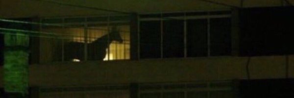 ehjovan Profile Banner