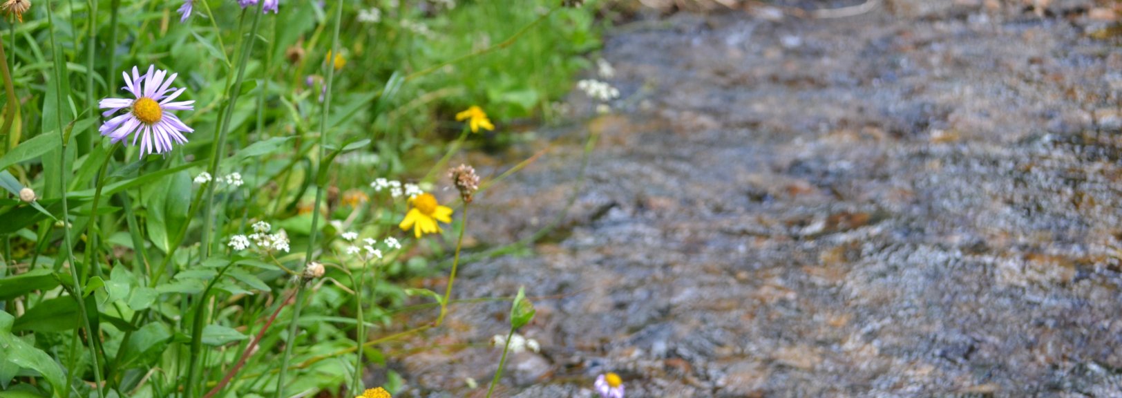 Canyon Lakes Ranger RD banner
