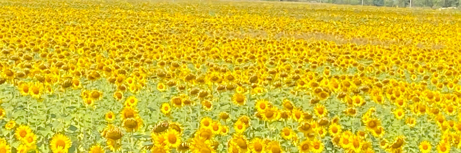 Horacio. Ser vivente, medicina, pitacos e raivas. banner