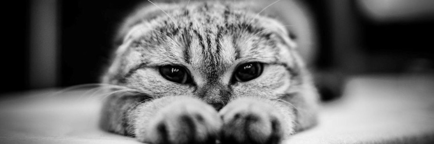 _emanalhaiki's profile banner image