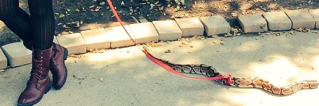 taffy bennington 🜁 banner