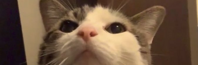 alchxmvst's profile banner image