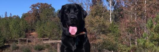 abbeyymclean's profile banner image