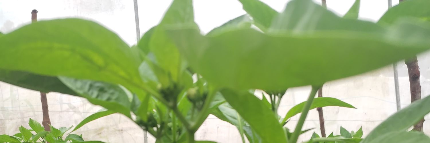fabriciolopez2's profile banner image