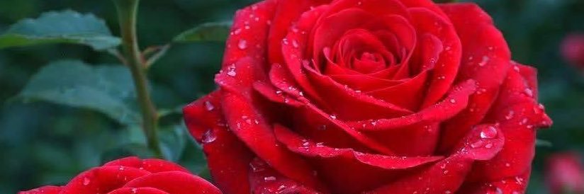 Enchanted__Soul's profile banner image