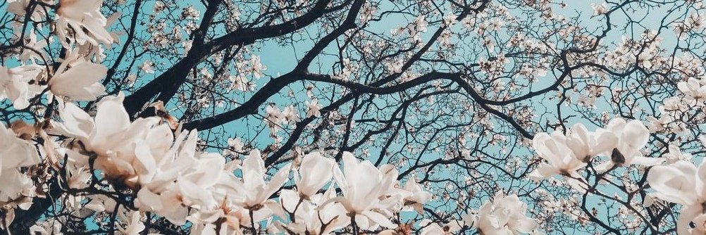 sarallreyes's profile banner image