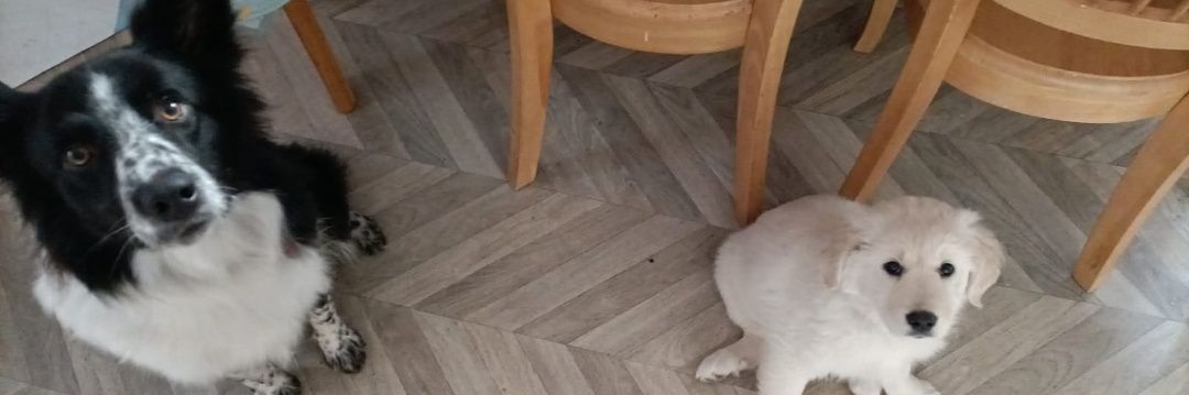 Catríona Boylan banner