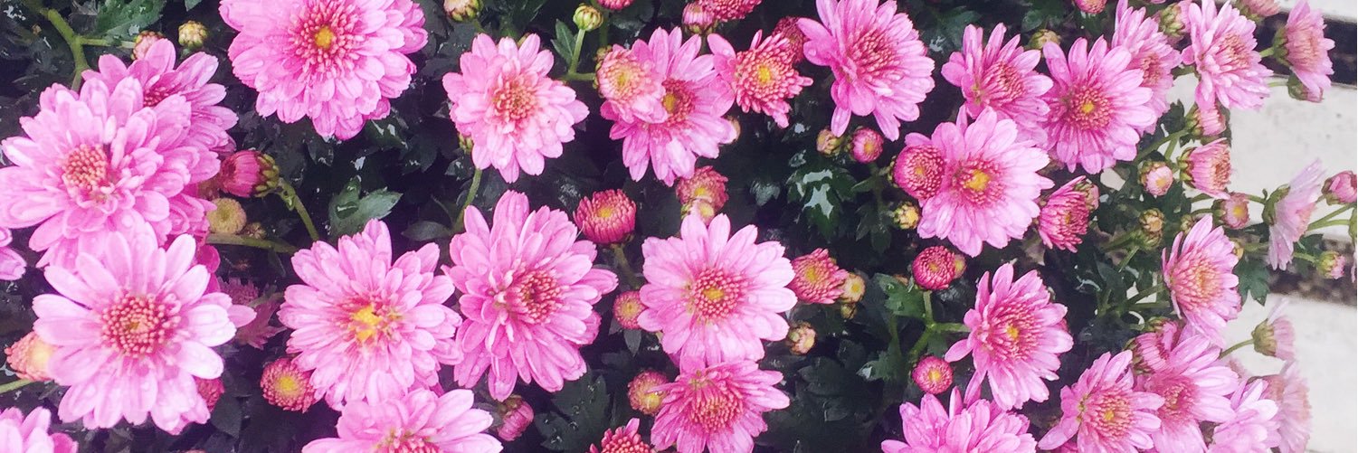 My Little Happiness banner