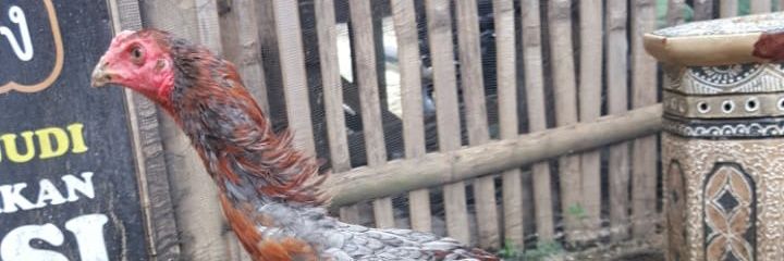 TrioYondol's profile banner image