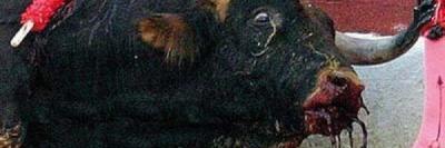 ABOLICIONYA's profile banner image