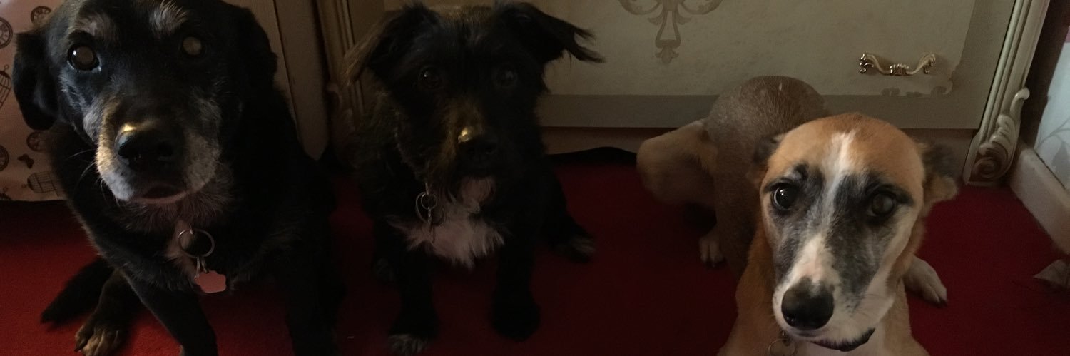 bexlovesanimals's profile banner image