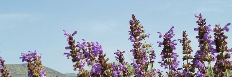 LauraCalvo19's profile banner image