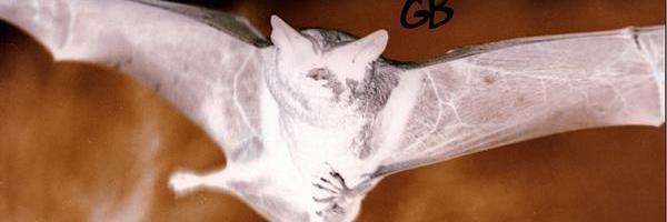 TheGarageBatz's profile banner image