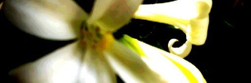 mdesideria29's profile banner image