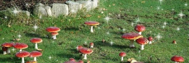 Lana com L de lágrimas banner