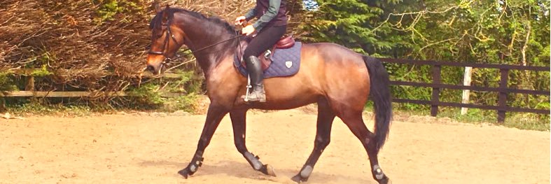 Adele Buckley banner