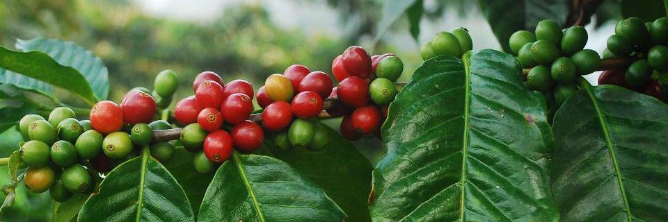 africangoldcoff's profile banner image