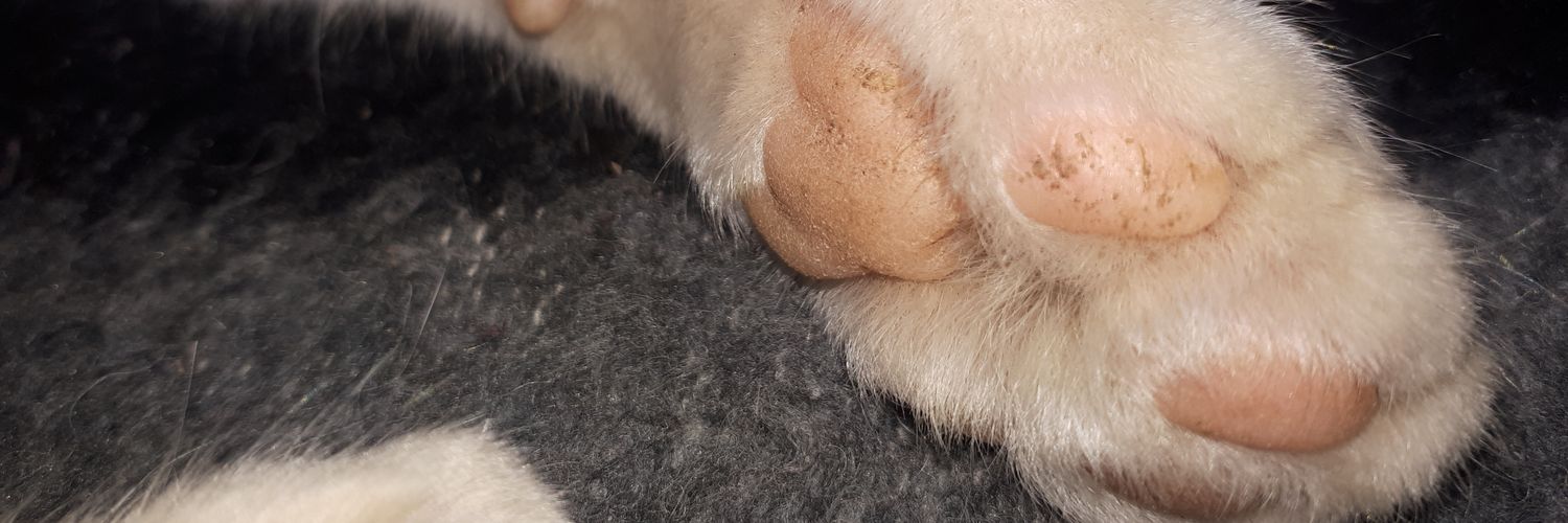 KarenCastilloOK's profile banner image