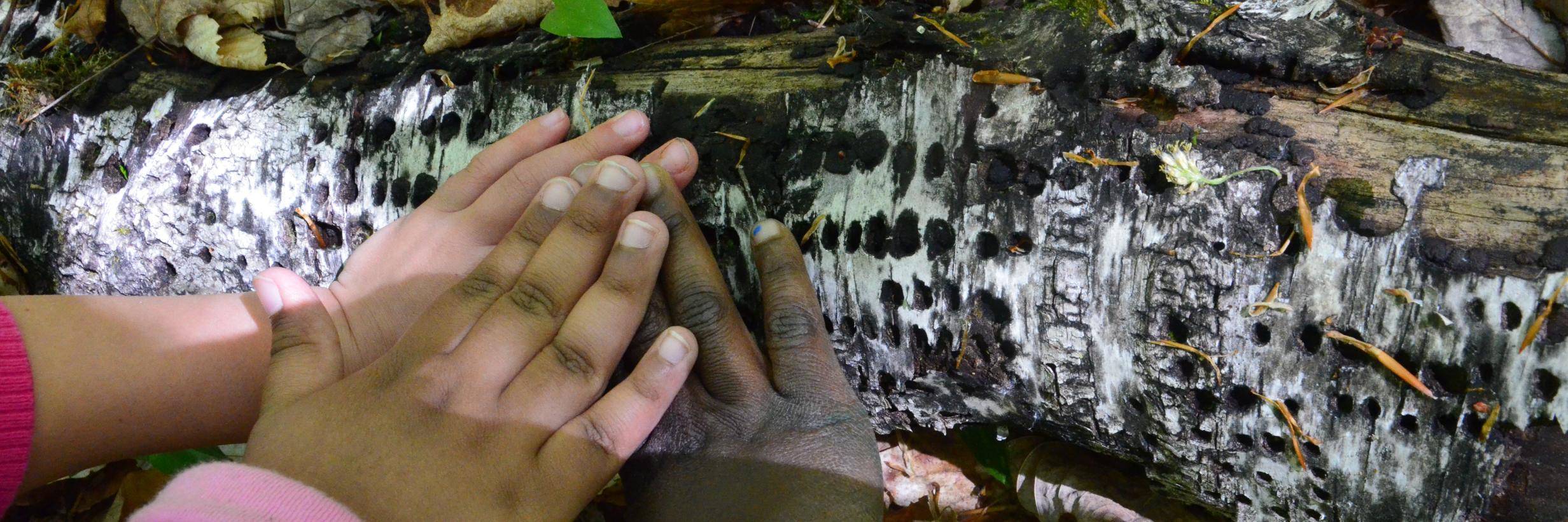 Room208 : The Burrow banner