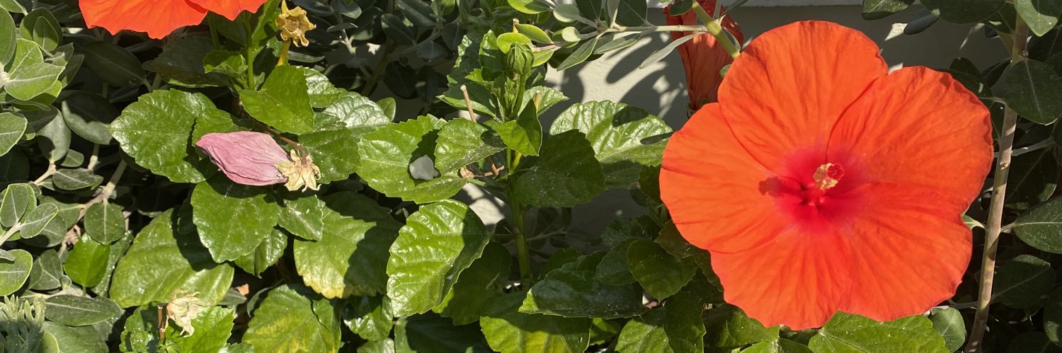 Mar Silva 🍑🥑🍎 banner