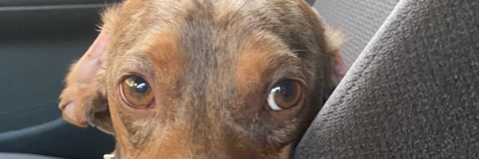 sweetsaamm's profile banner image