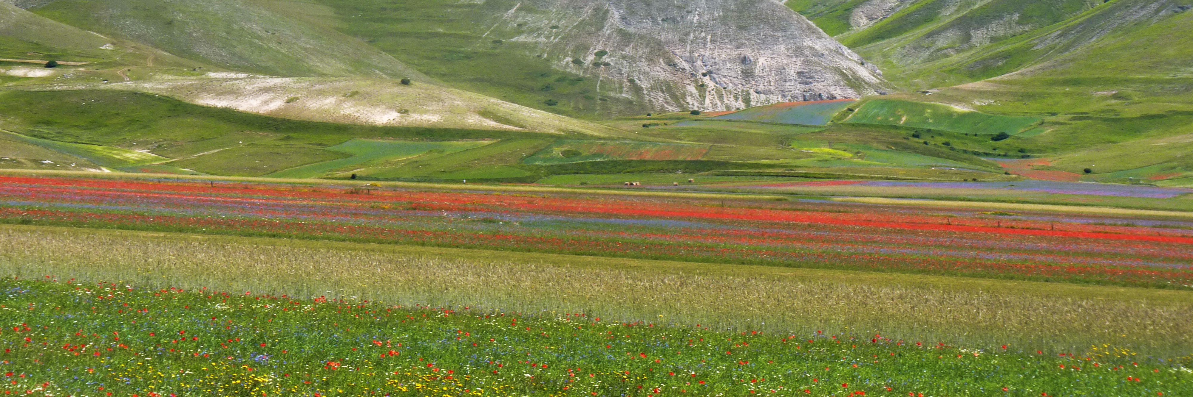 olga_merolla banner