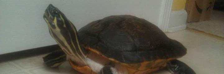 SecretH8turd's profile banner image