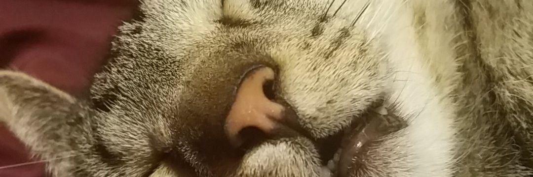 djastrowolf's profile banner image