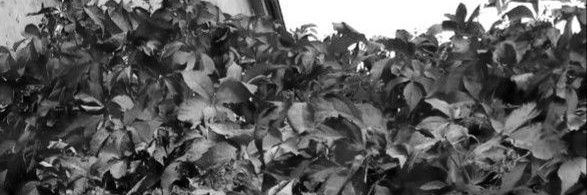 papatya_0063's profile banner image