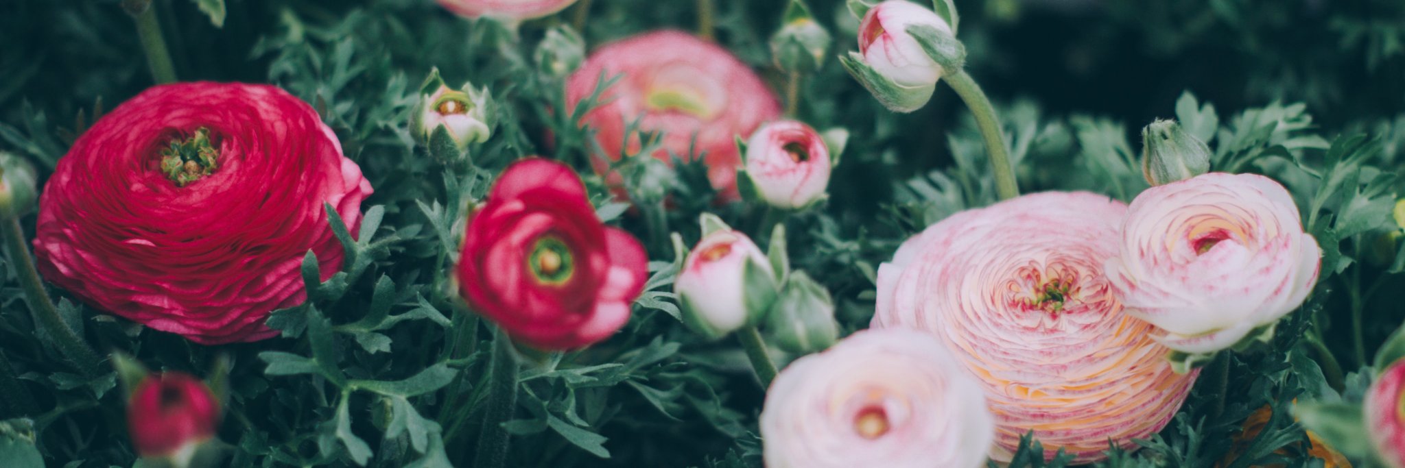 Alina Smirnova MD, PhD banner