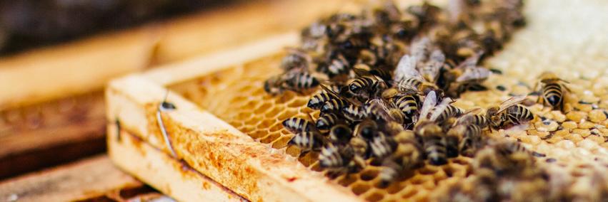 beesharing's profile banner image