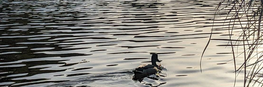 サラ・カイリイ banner