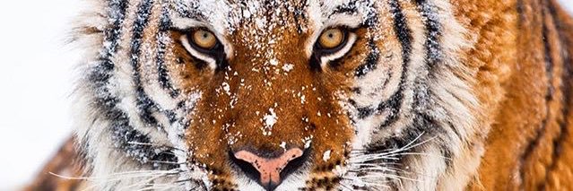 MrsOrpheuss's profile banner image