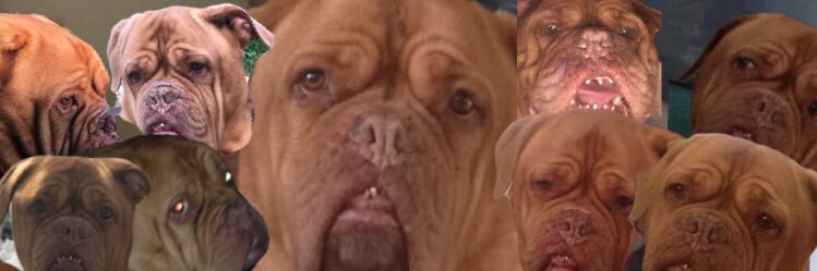Jessica Rowell🐶 banner