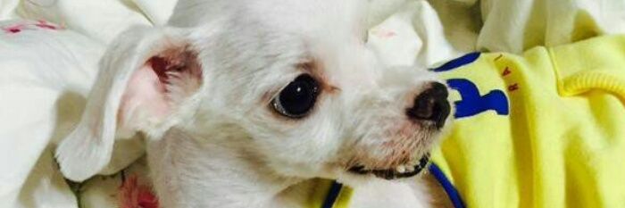 lichimichi10's profile banner image
