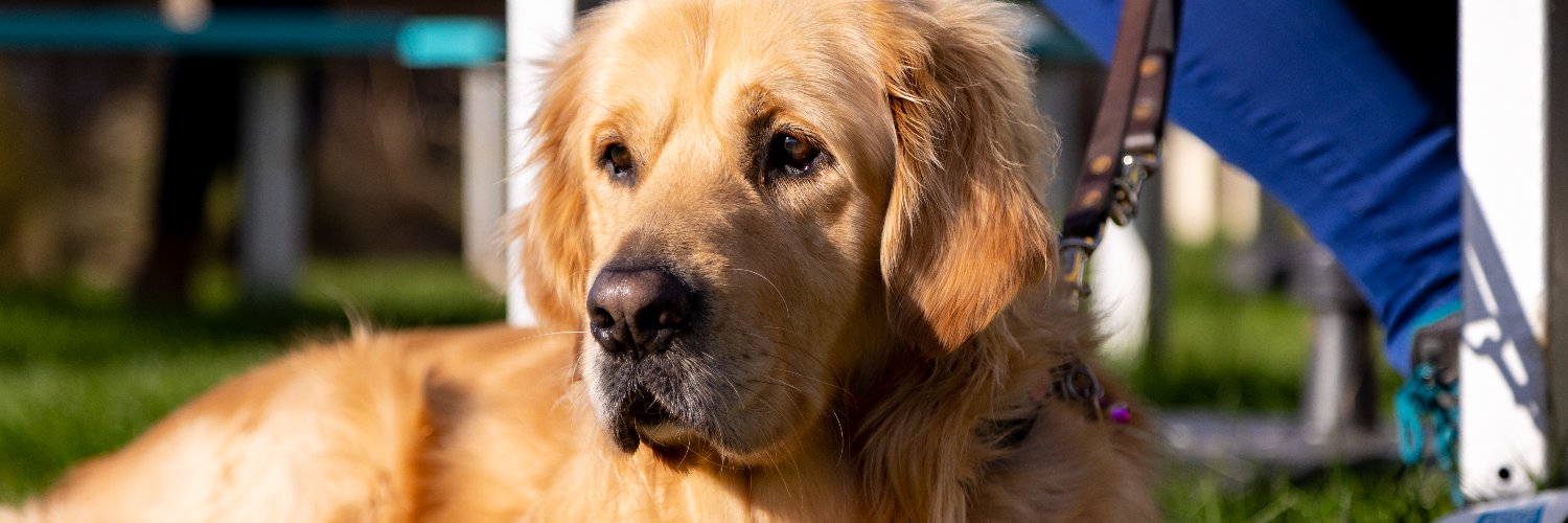 Guide Dogs South West banner