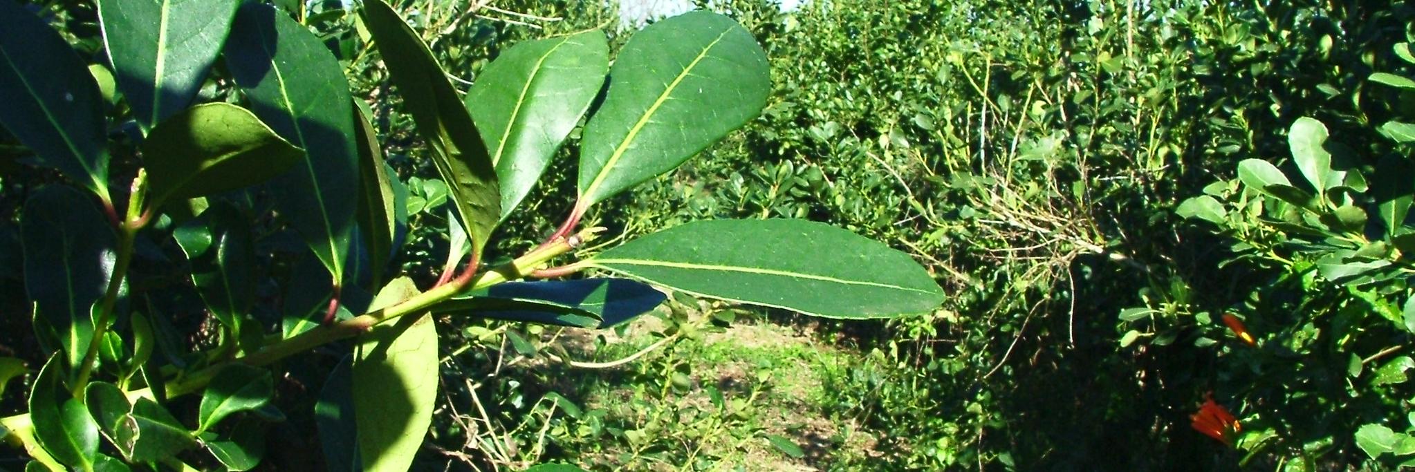 Raúl Romero (INYM) banner