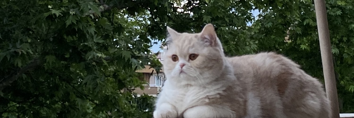 weirddgrl's profile banner image