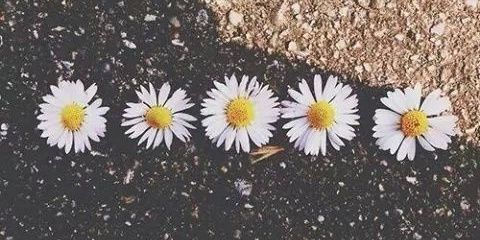 ningxhemmo's profile banner image