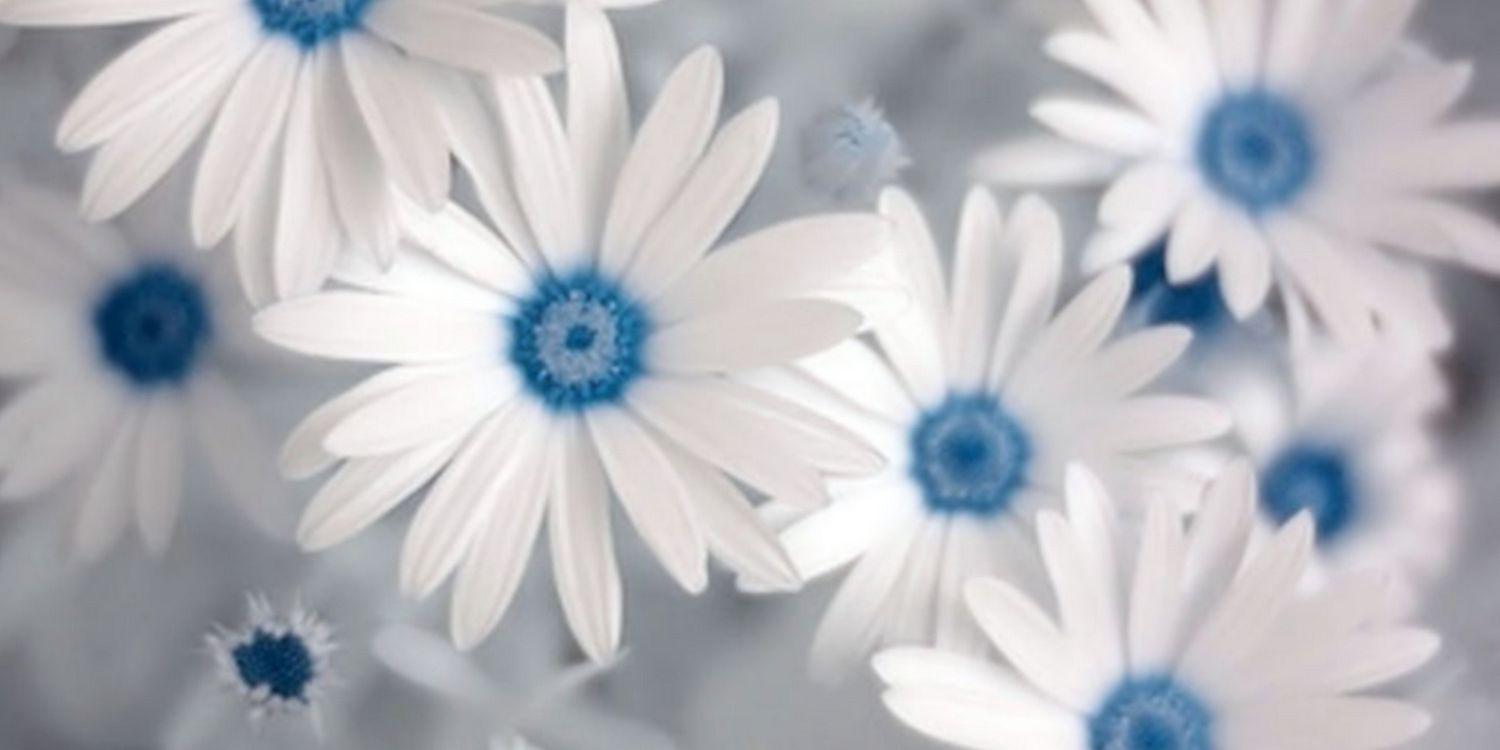 daizers4u's profile banner image