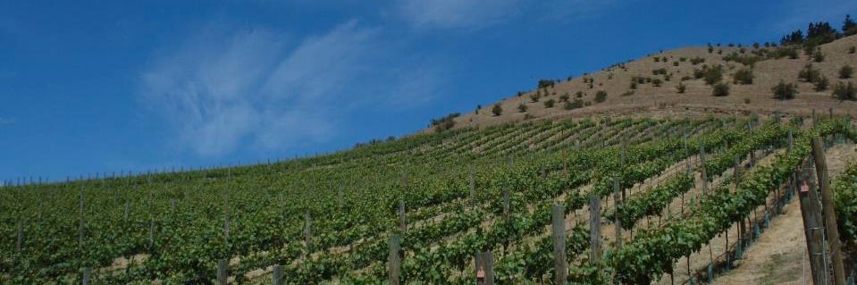 twosisvineyard's profile banner image